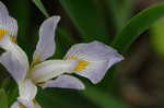 Virginia iris <BR>Blue flag iris